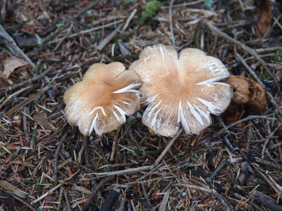 [Two tan and white mushrooms who've tops have split such that they almost appear to be petals on a flower grow under the evergreens.]